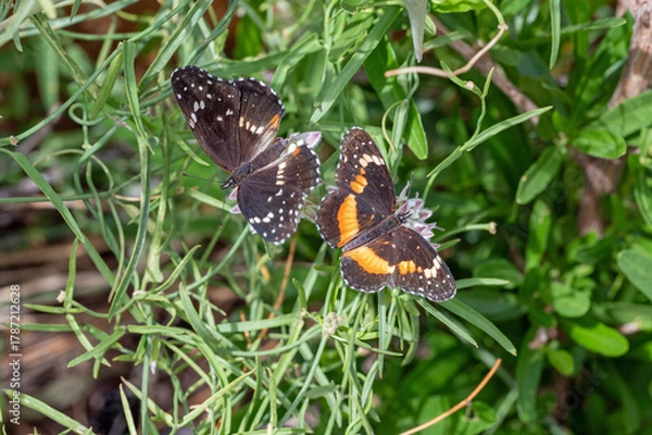 Obraz Bordered Patch (Chlosyne lacinia) butterfly