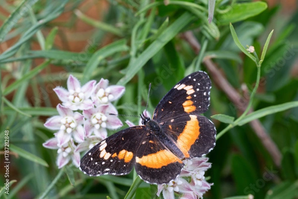 Obraz Bordered Patch (Chlosyne lacinia) butterfly