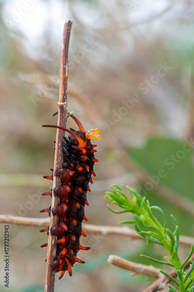Obraz Pipevine Swallowtail (Battus philenor) exposing osmeterium