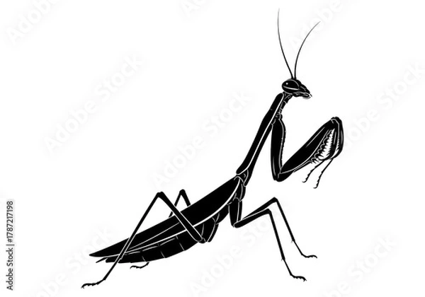 Fototapeta Praying Mantis Silhouette Black Vector SVG