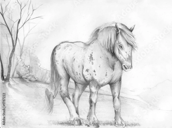 Obraz horses, animals, illustrations,