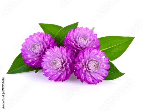 Obraz Close-up of vibrant purple flowers with green foliage against white