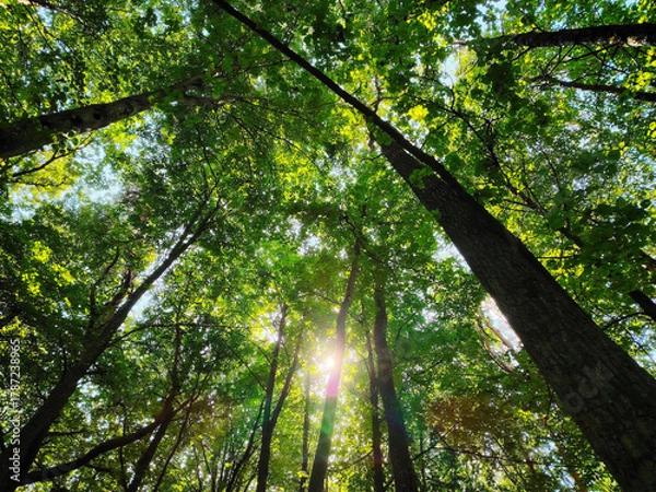 Fototapeta Low-angle view of sun filtering through dense green trees.