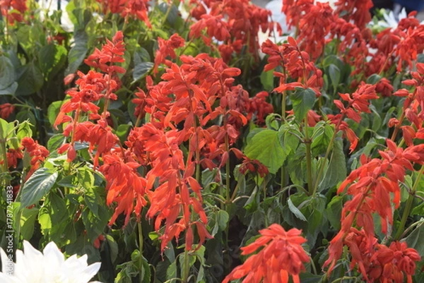 Fototapeta Beautiful multicolour fresh flowers shown at Noida Flower show held at Delhi NCR every year, Fresh flowers and green natural herbs at annual flower show