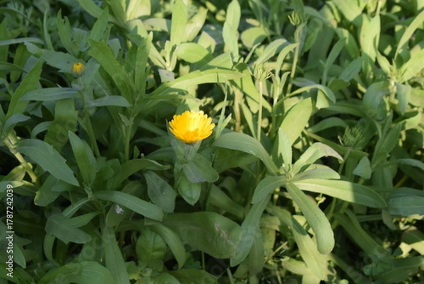 Fototapeta Beautiful multicolour fresh flowers shown at Noida Flower show held at Delhi NCR every year, Fresh flowers and green natural herbs at annual flower show