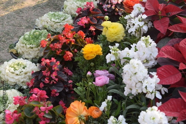 Fototapeta Beautiful multicolour fresh flowers shown at Noida Flower show held at Delhi NCR every year, Fresh flowers and green natural herbs at annual flower show