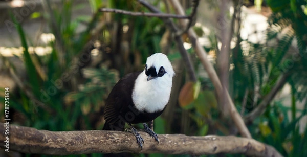 Fototapeta close up photo of a poksay bird perched on a tree