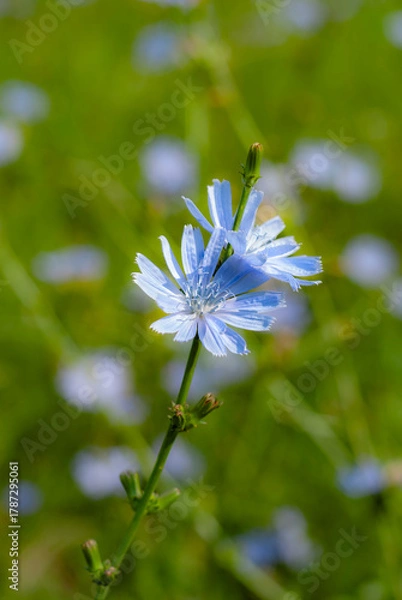 Obraz Vibrant Blue Chicory Flower in a Green Field