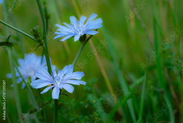 Obraz Close-up of Blue Chicory Flowers in a Green Field