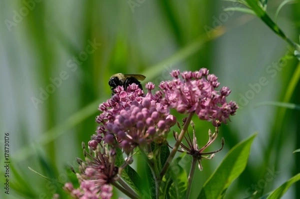 Obraz Bee on pink flowers