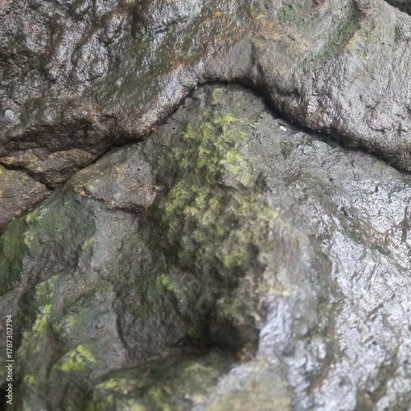 Fototapeta Wet Rock Texture Dark Gray Stone with Green Moss Close-up