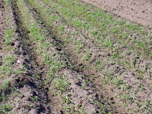 Fototapeta Unweeded furrows 2