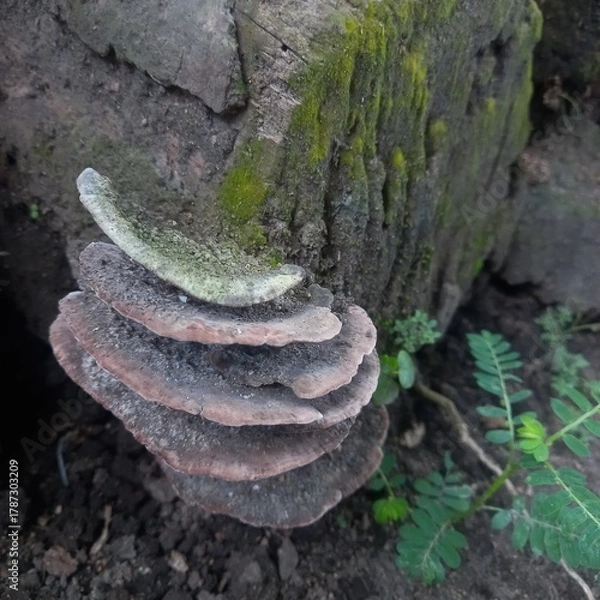 Fototapeta Shelf Fungus Growing on Mossy Log with Green Plants Around