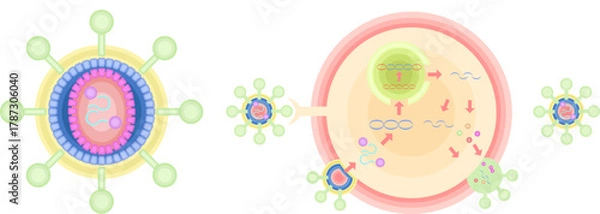 Obraz HIV　CD4ヘルパーT細胞　感染　増殖　イラスト