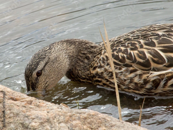 Fototapeta Duck drinking