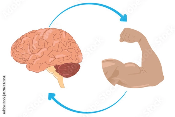 Obraz Nervous system control of muscle movement shown between brain and bicep