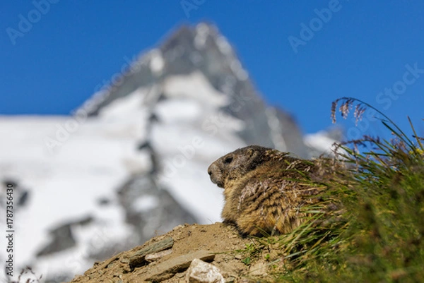Fototapeta Alpenmurmeltier (Marmota marmota)