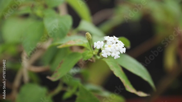 Fototapeta wildflower blossom (Lantana Camara) white colors in the bush with green leaf background