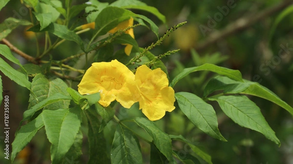 Obraz Yellow elder or Tecoma stans or terompet kuning or lonceng kuning or Bignoniaceae are blooming in the garden