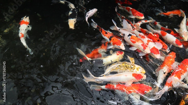 Fototapeta Koi fish or carp fish or Cyprinus rubrofuscus swimming in pond