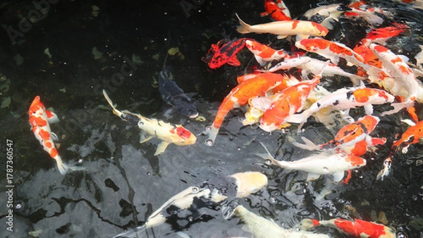 Fototapeta Koi fish or carp fish or Cyprinus rubrofuscus swimming in pond