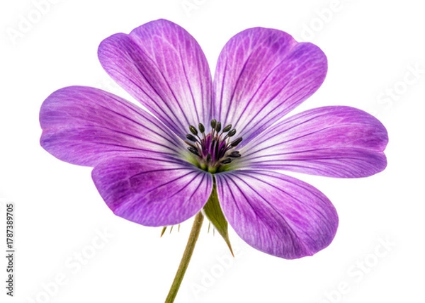 Fototapeta Purple wildflower with delicate veined petals isolated on white