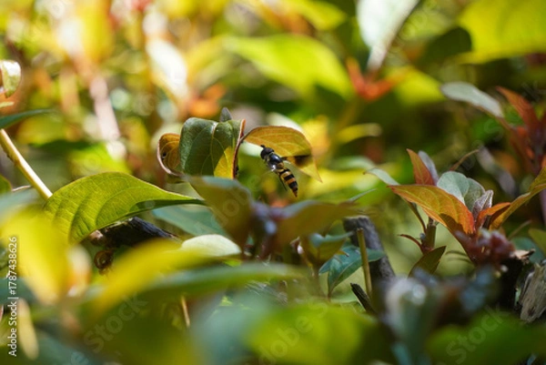 Obraz bee on a flower