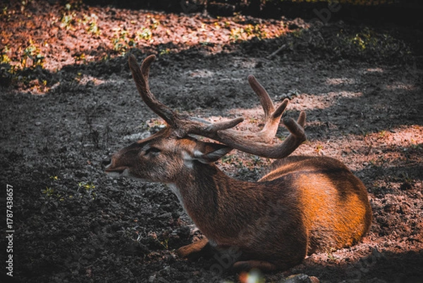 Obraz deer in the forest