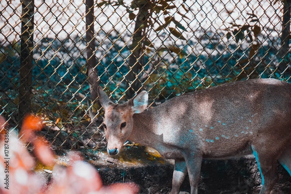 Obraz deer in the woods