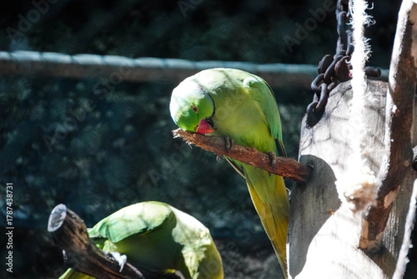 Obraz green and yellow macaw