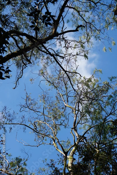 Obraz trees in the sky