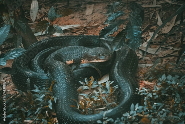 Obraz black king cobra