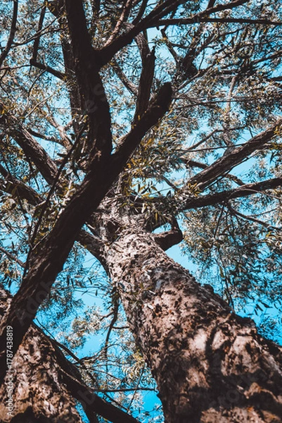 Obraz trees and blue sky