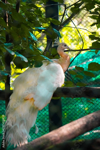 Obraz peacock on the tree