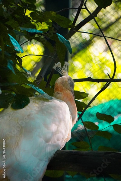 Obraz peacock on the tree