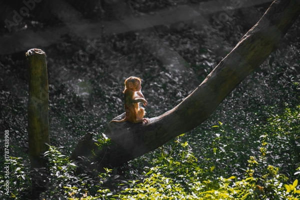 Obraz monkey on a tree