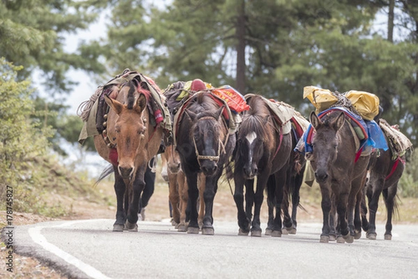 Fototapeta These pack animals are used to support trekking adventures in Bhutan.