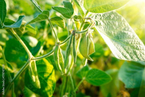 Obraz Soybean pods with beans on a green field. Sunny day.