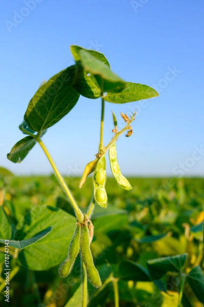 Obraz Soybean pods with beans on a green field. Sunny day.