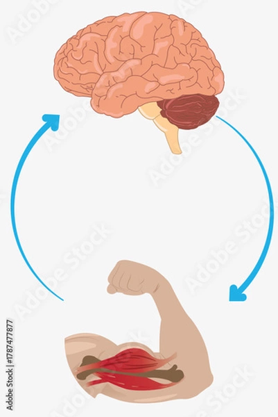 Obraz Nervous system control of muscle movement shown between brain and bicep. eps 10