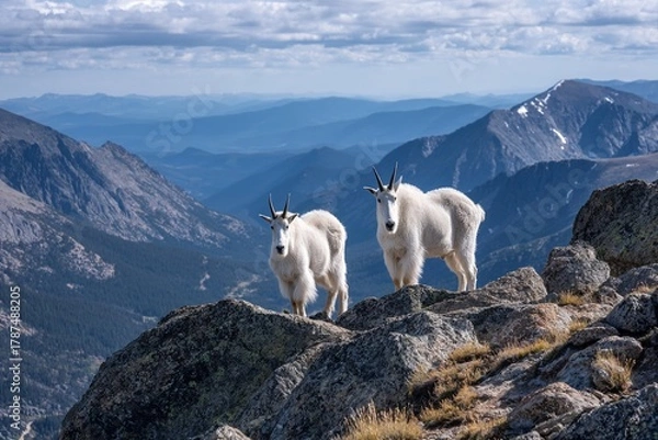 Obraz Two mountain goats standing on rocky mountain ridge