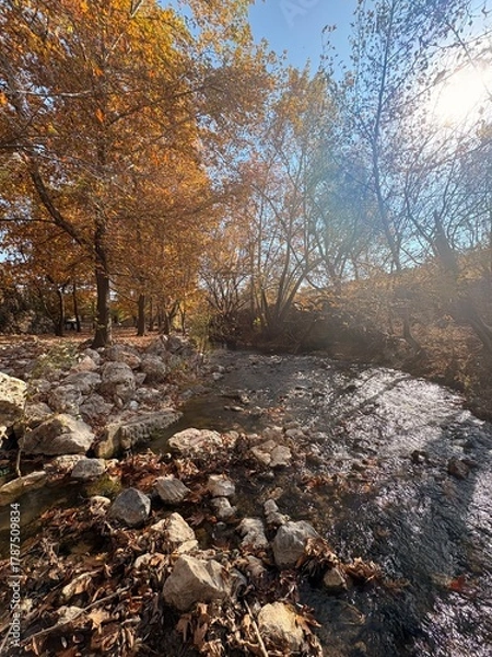 Obraz river in the forest