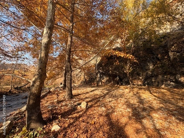 Obraz autumn in the forest