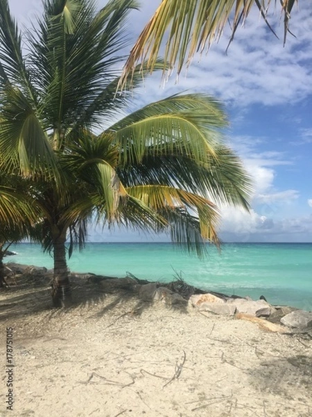 Obraz Palm trees enjoy the view too