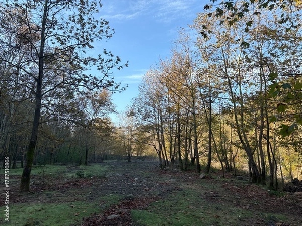 Obraz trees in autumn