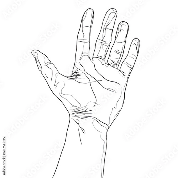 Obraz Striking One-Line Art Illustration of an Open Human Hand with Fingers Spread