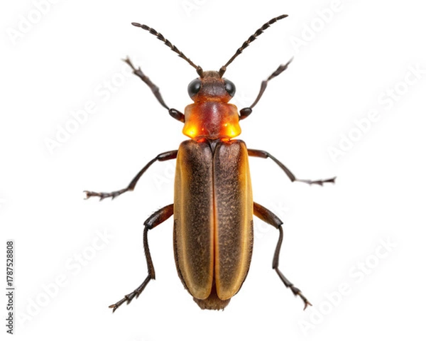 Fototapeta Net winged beetle in a studio shot