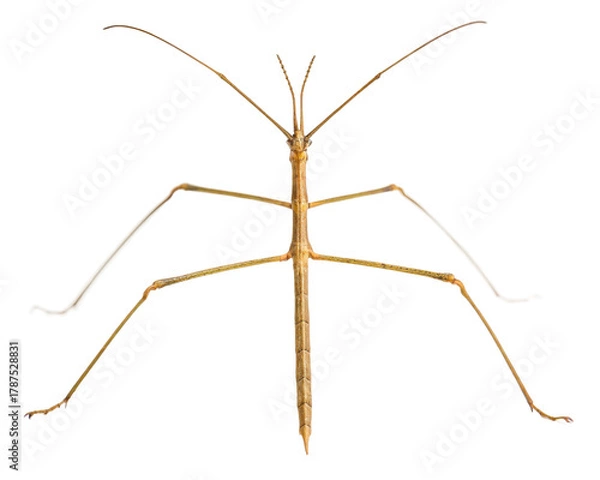 Fototapeta Close up of a stick insect, phasmatodea