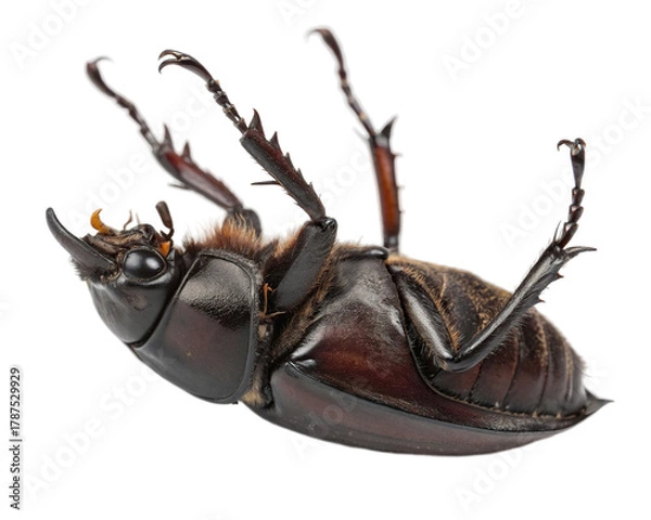 Obraz Female stag beetle on its back, studio shot