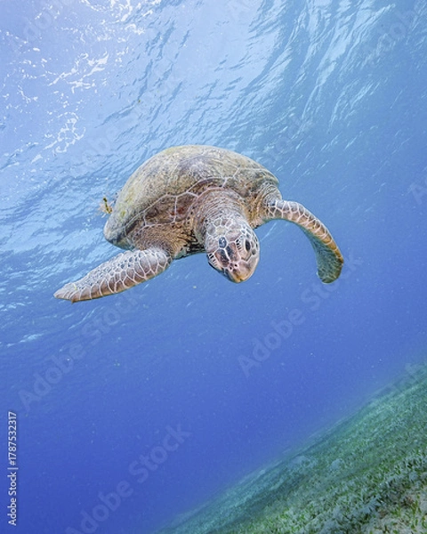 Fototapeta Loggerhead Turtle